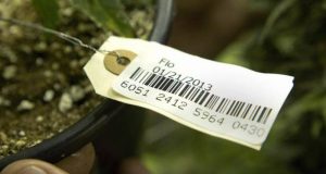 Medible review delay in washington states marijuana seed to sale system causes diversion concerns
