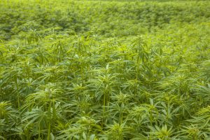 Medible review maricann plans to acquire swiss hemp grower for 8 million swiss francs