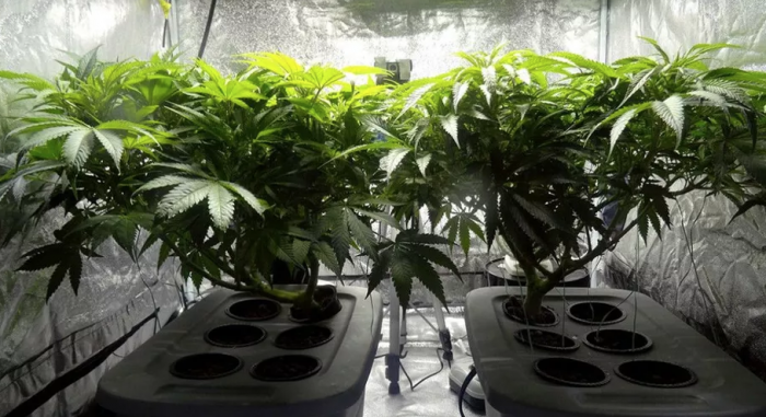 Medible review new colorado bill would add chemical agent to cannabis plants to help police track illegal marijuana