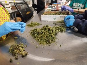 Medible review reporters california notebook states marijuana evolution continues
