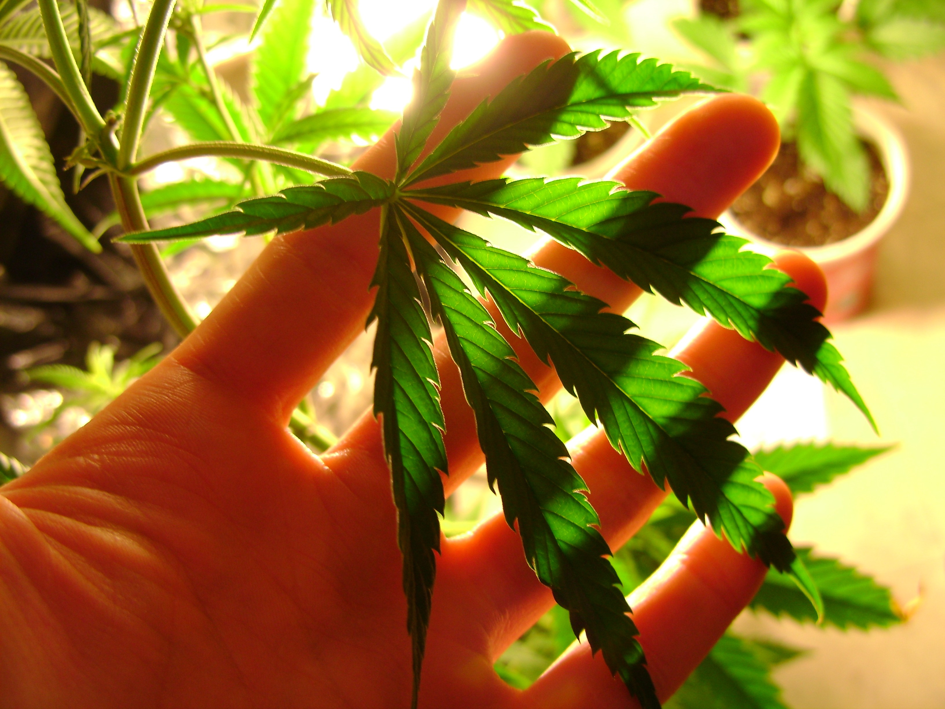 Medible review study cannabis use likely associated with reduced mental decline in hiv patients