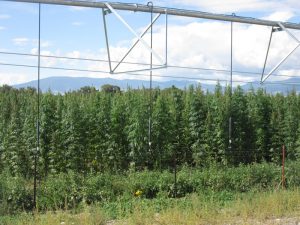 Medible review water access poses big risk for many hemp growers in 2018