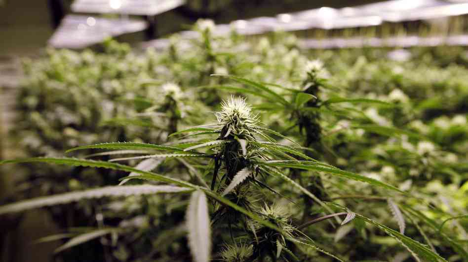 Medible review californias marijuana farmers are slow to join the legal regulated system