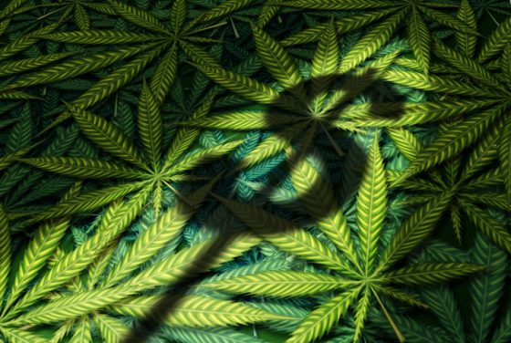 Medible review colorado marijuana sales hit 1 5 billion in 2017