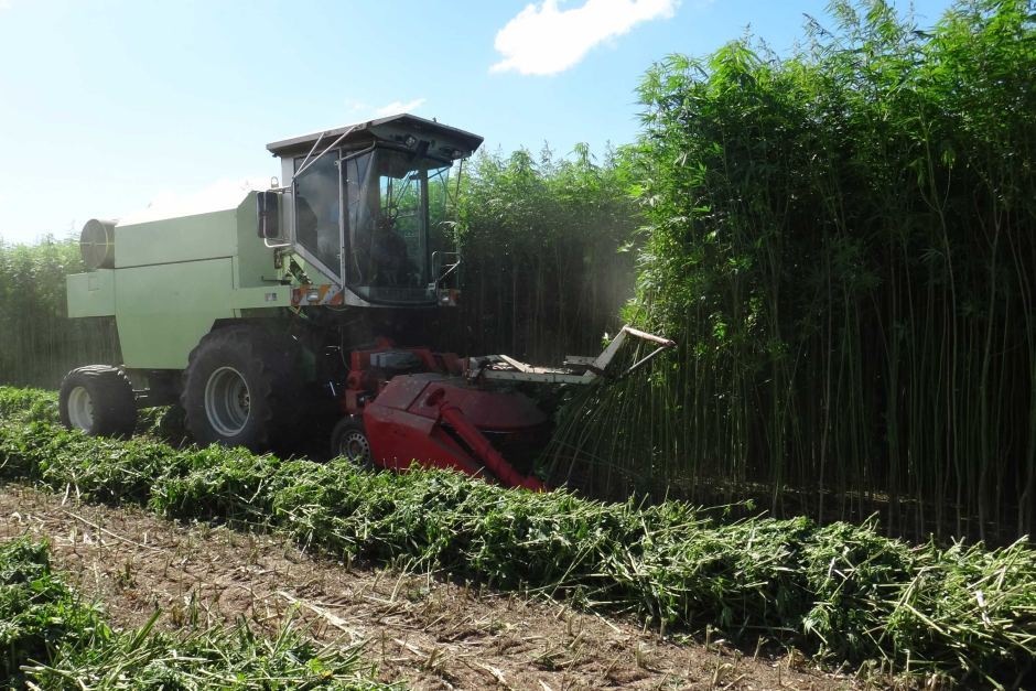 Medible review domestic hemp production more than doubles in past year