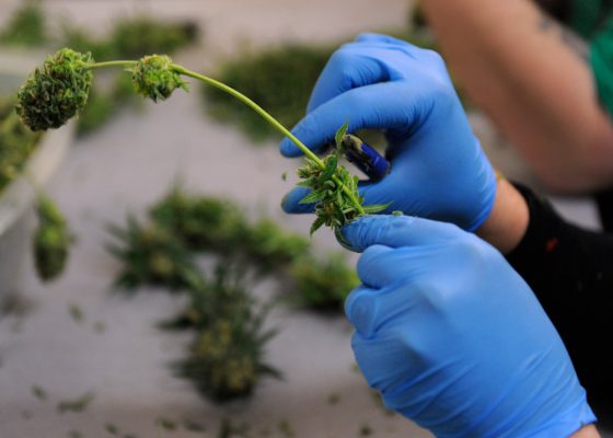 Medible review error inadvertently bumped marijuana grower from ohios new medical program