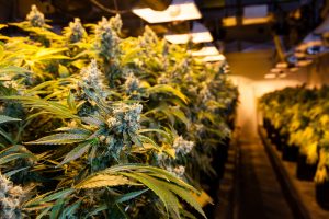 Medible review stand alone marijuana growers in vertically integrated markets seek alternate sales channels