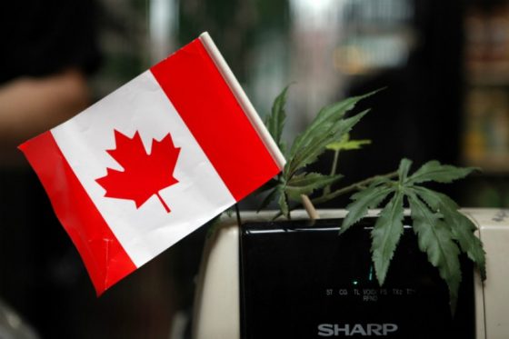 Medible review will canada ban marijuana use and cultivation in rental units