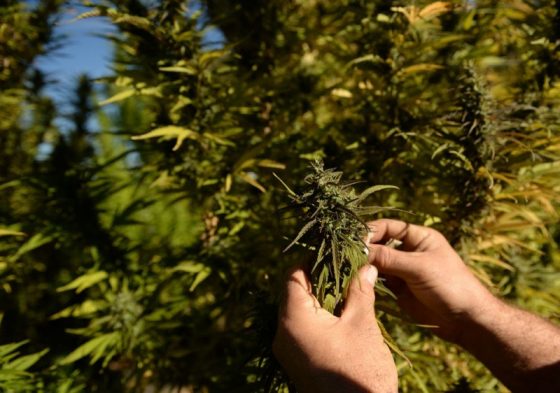 Medible review authorities seize 300 marijuana plants from wisconsin farm