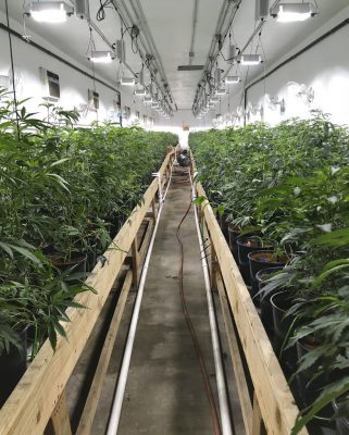 Medible review californias largest marijuana business landlord sues city over regulations