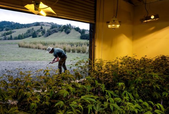 Medible review californias outlaw marijuana culture faces a harsh reckoning legal weed 8