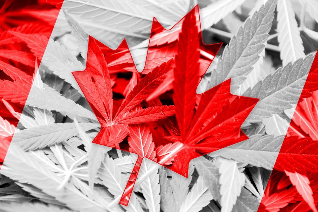 Medible review canadas medical cannabis cultivation applications reach new highs nearing 500