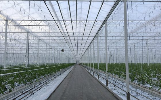Medible review cannabis cultivation a go for giant canadian tomato greenhouse