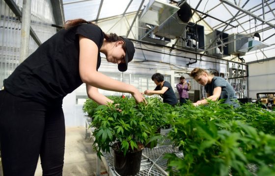 Medible review hemp operation opens in historic florist greenhouse