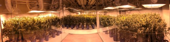 Medible review this colorado dispensary has a 270 degree viewing window into its grow 31