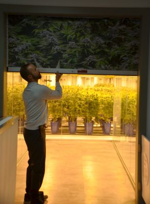 Medible review this colorado dispensary has a 270 degree viewing window into its grow 35