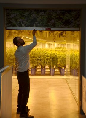 Medible review this colorado dispensary has a 270 degree viewing window into its grow 37