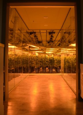 Medible review this colorado dispensary has a 270 degree viewing window into its grow 40