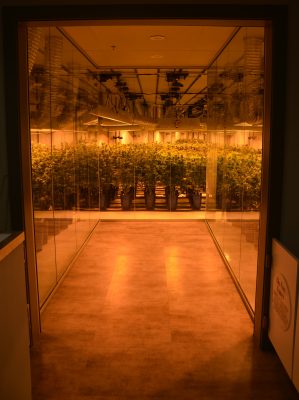 Medible review this colorado dispensary has a 270 degree viewing window into its grow 41