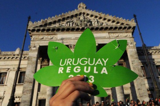 Medible review what the world can learn from the first country to legalize marijuana
