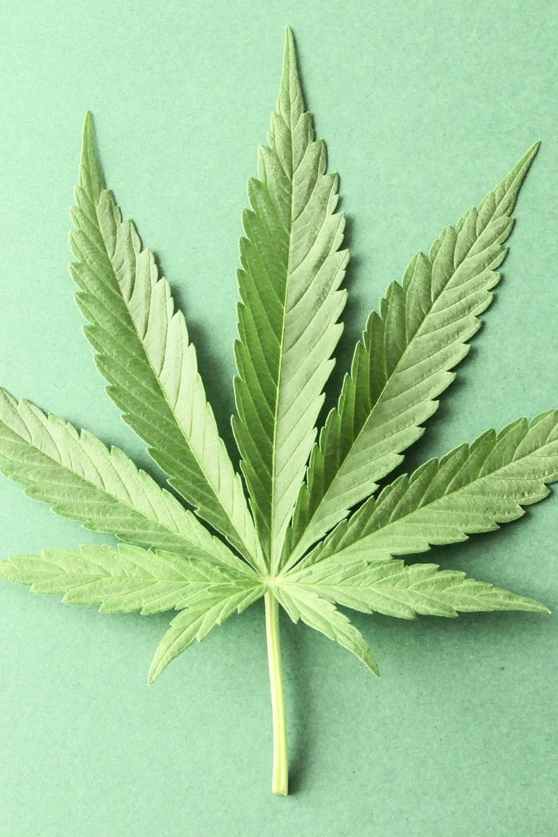 Cannabis leaf on a green background