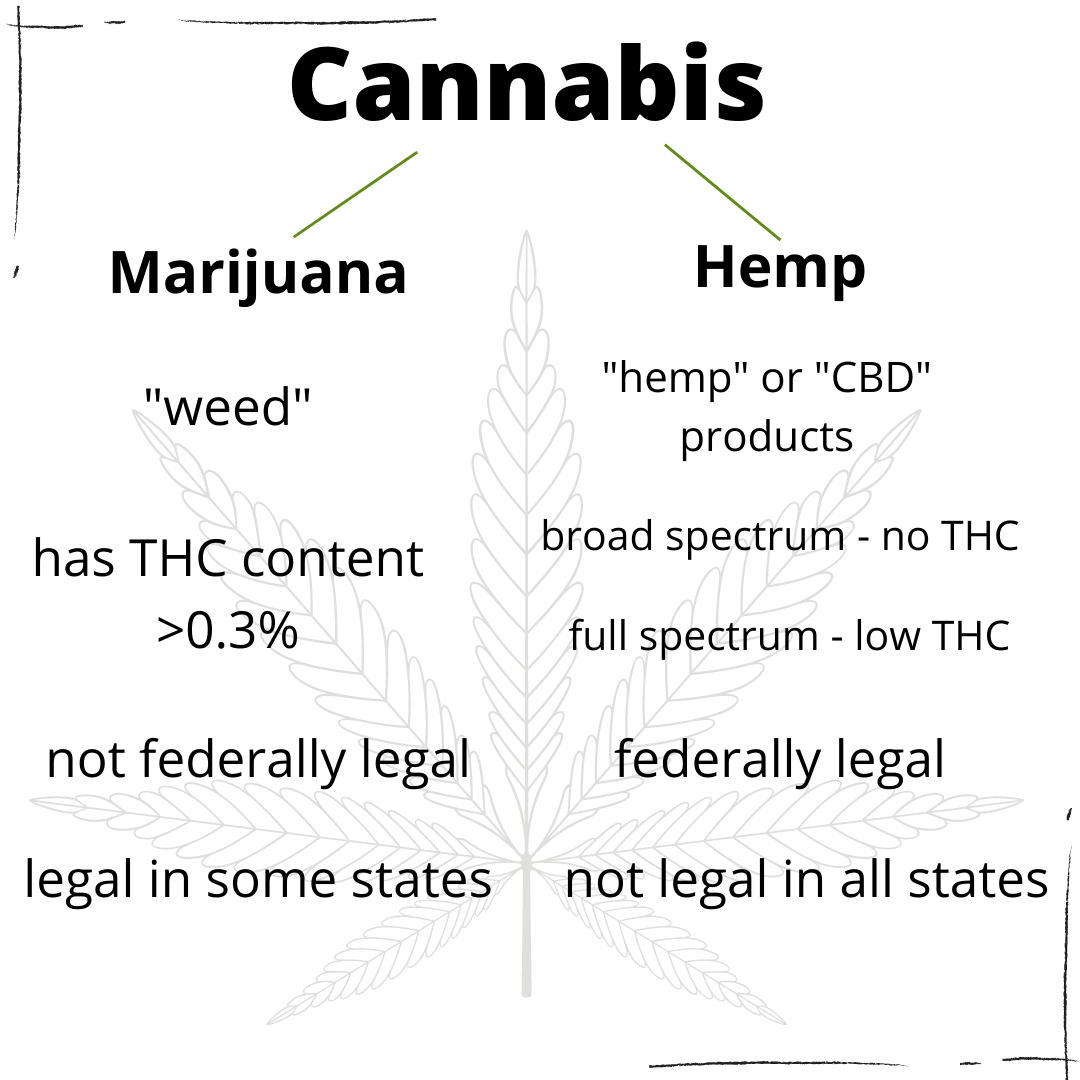 Medible review marijuana vs hemp