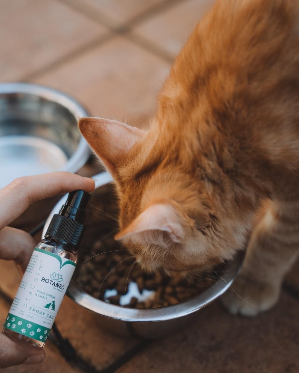 Medible review Cat Eating with CBD 1