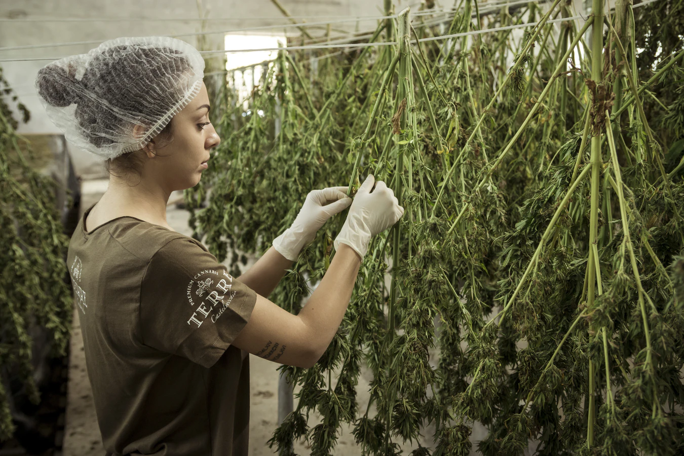 cannabis-grower-hangs-dried-flower