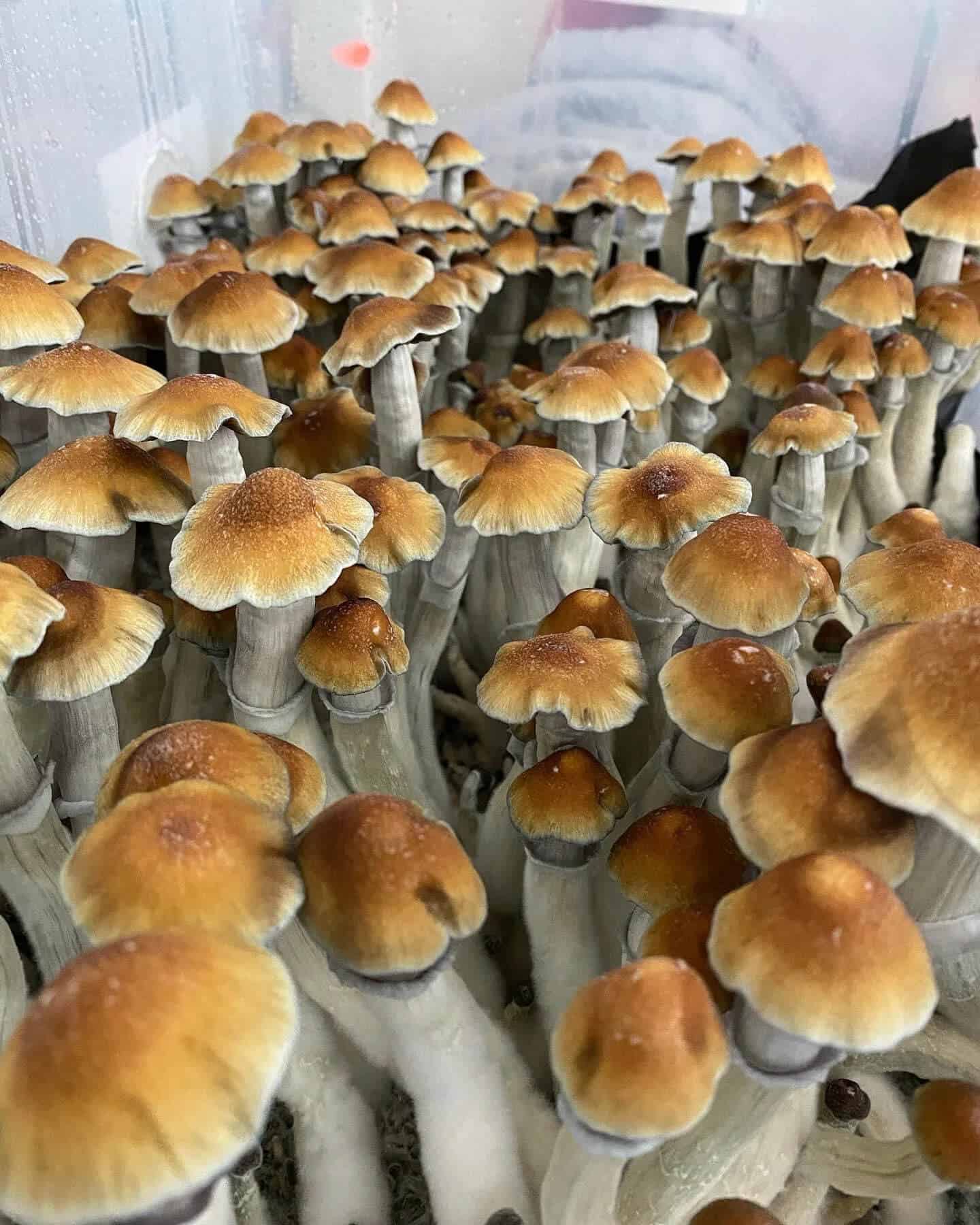 tidal wave mushrooms